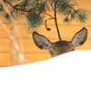 Franck -