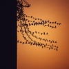 ERIC -